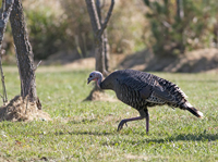 Turkey